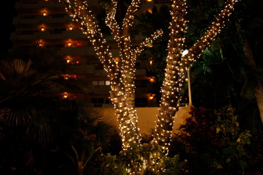 Christmas palms, Fort Lauderdale Beach