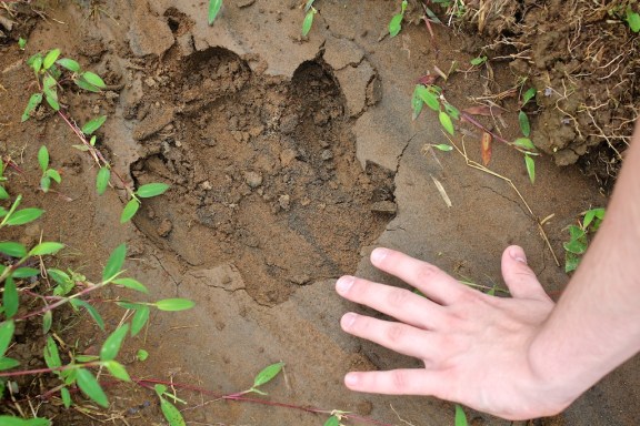 Noah's hand next to a Tapir footprint. Rio Celeste, Costa Rica. © Michel Botman Photography, 2013.