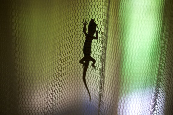 Nocturnal Gecko. Rio Celeste, Costa Rica. © Michel Botman Photography, 2013.