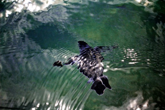 Juvenile Olive Ridley turtle, Nicoya Peninsula, Costa Rica. © Michel Botman Photography, 2013.